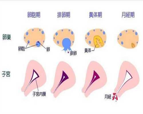 上海添一代孕是骗人吗：胎儿多少周有明显胎动
