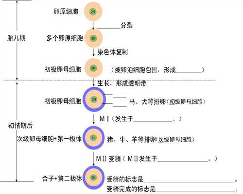 上海有帮着代孕的·上海第三代试管婴儿选性别